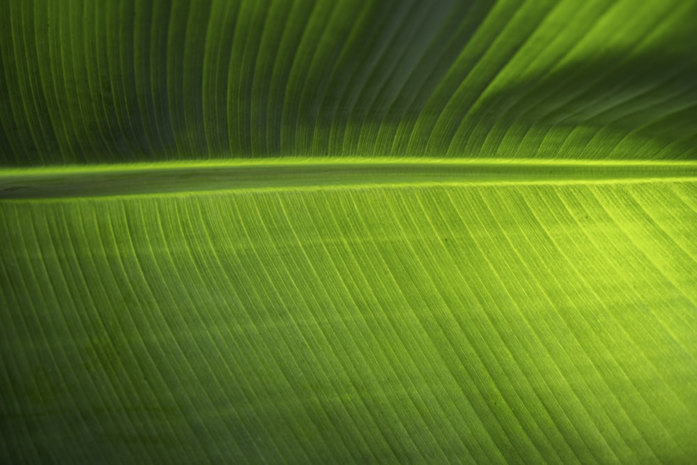 green leaf in close up photography