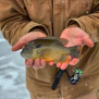 person holding yellow and black fish