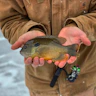 person holding yellow and black fish