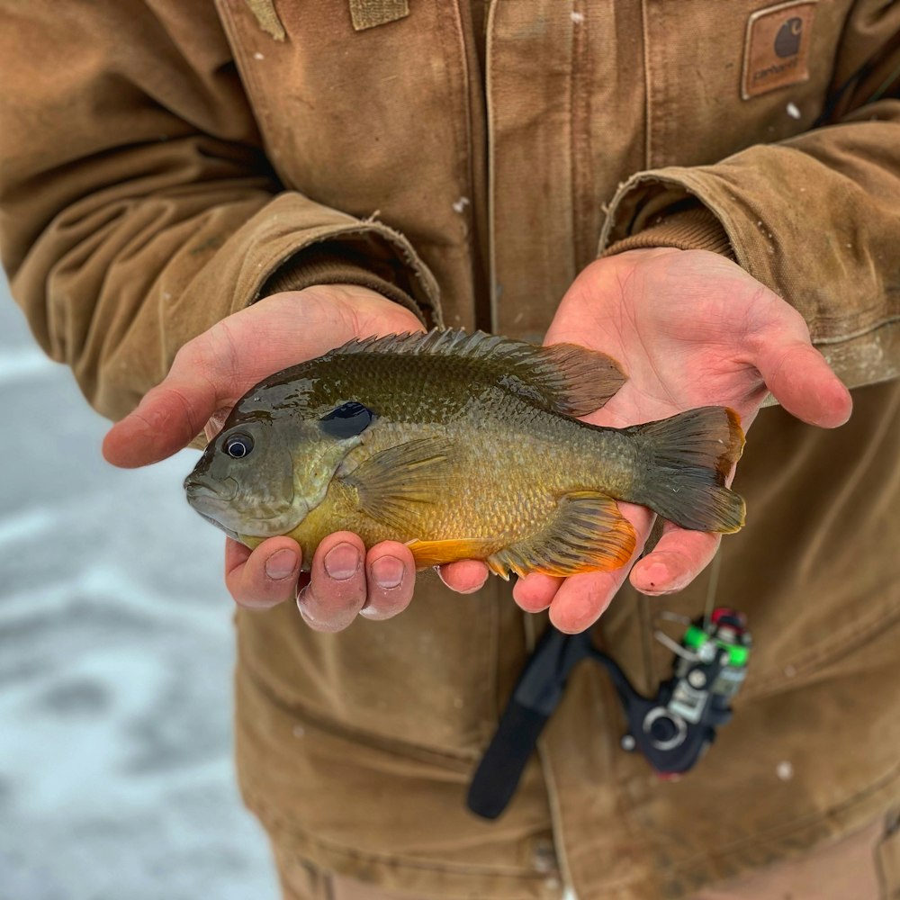 person holding yellow and black fish
