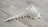 A ribbed and spiky white seashell is placed on a wooden surface with visible grain patterns.