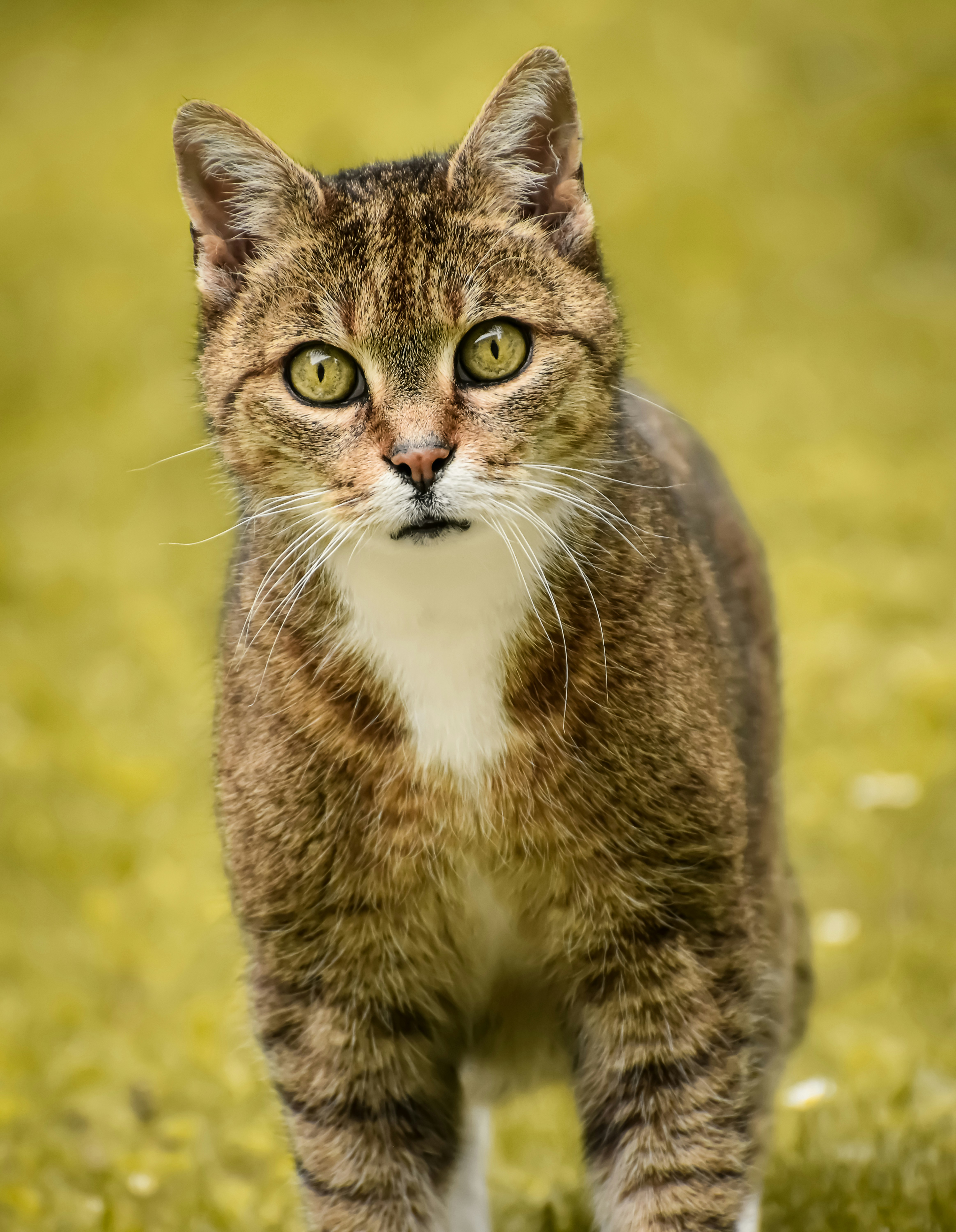 Photo by alexas_fotos