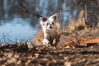 A small dog with light fur runs energetically through a natural setting, its coat slightly dirty. The background reveals a calm body of water, surrounded by dry grass and branches, casting an impression of early spring or autumn.