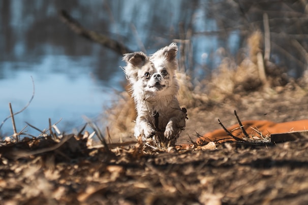 A small dog with light fur runs energetically through a natural setting, its coat slightly dirty. The background reveals a calm body of water, surrounded by dry grass and branches, casting an impression of early spring or autumn.
