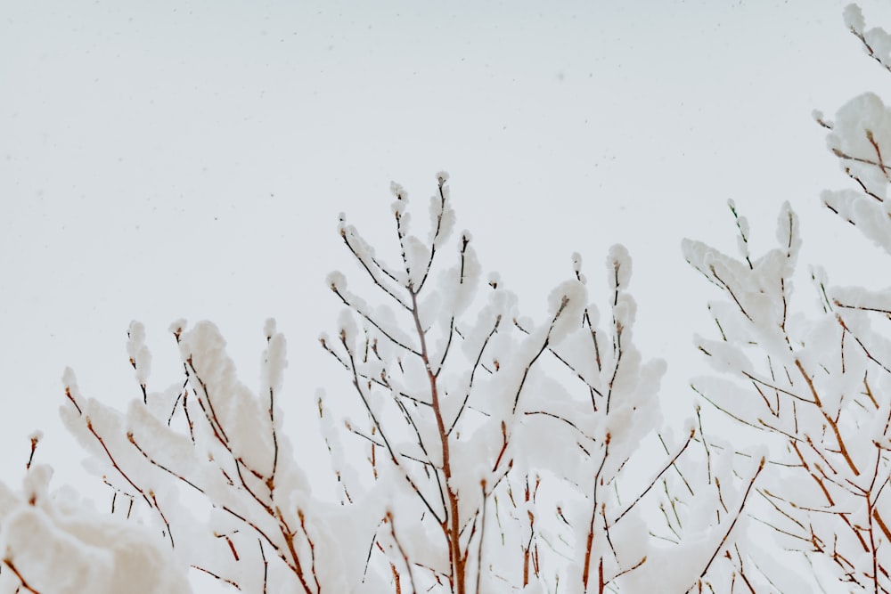 brown leafless tree covered with snow