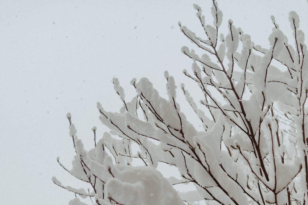 white leaf tree during daytime