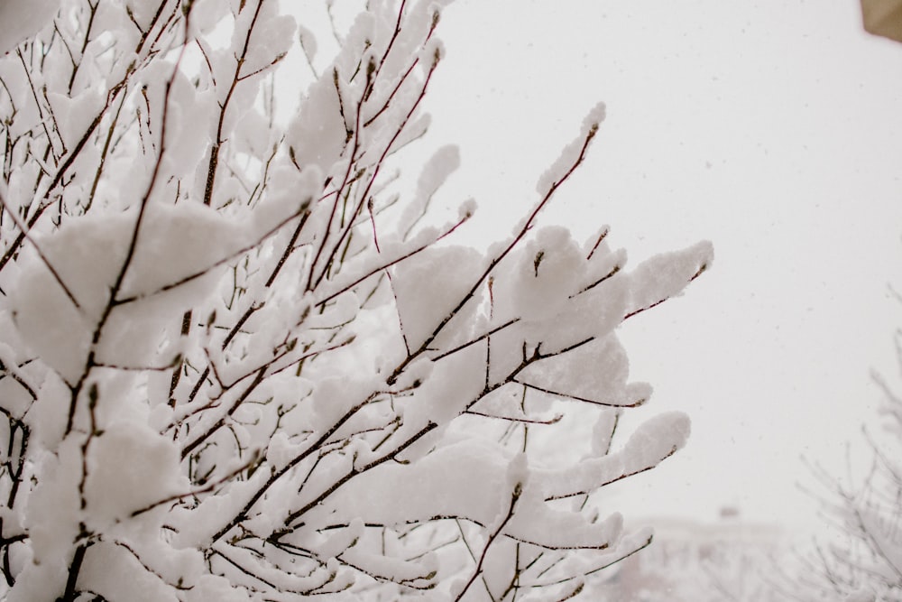 white and black tree covered with snow