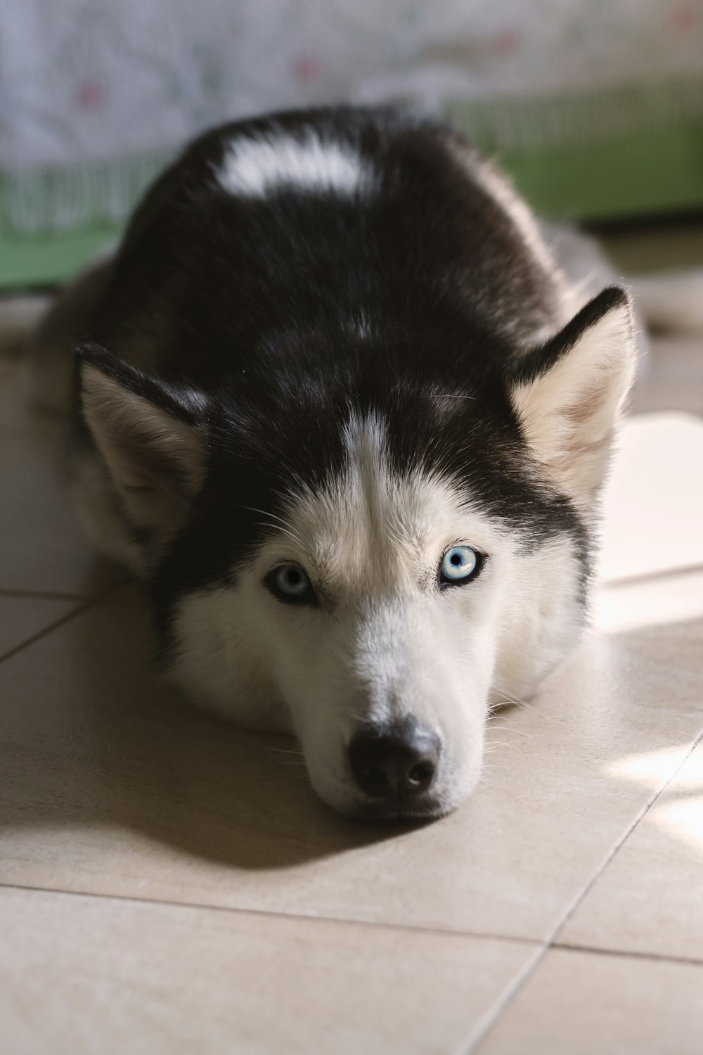 黒と白のシベリアン ハスキーの子犬の写真 Unsplashで見つける犬の無料写真
