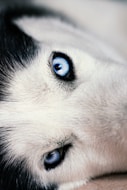 white and black siberian husky