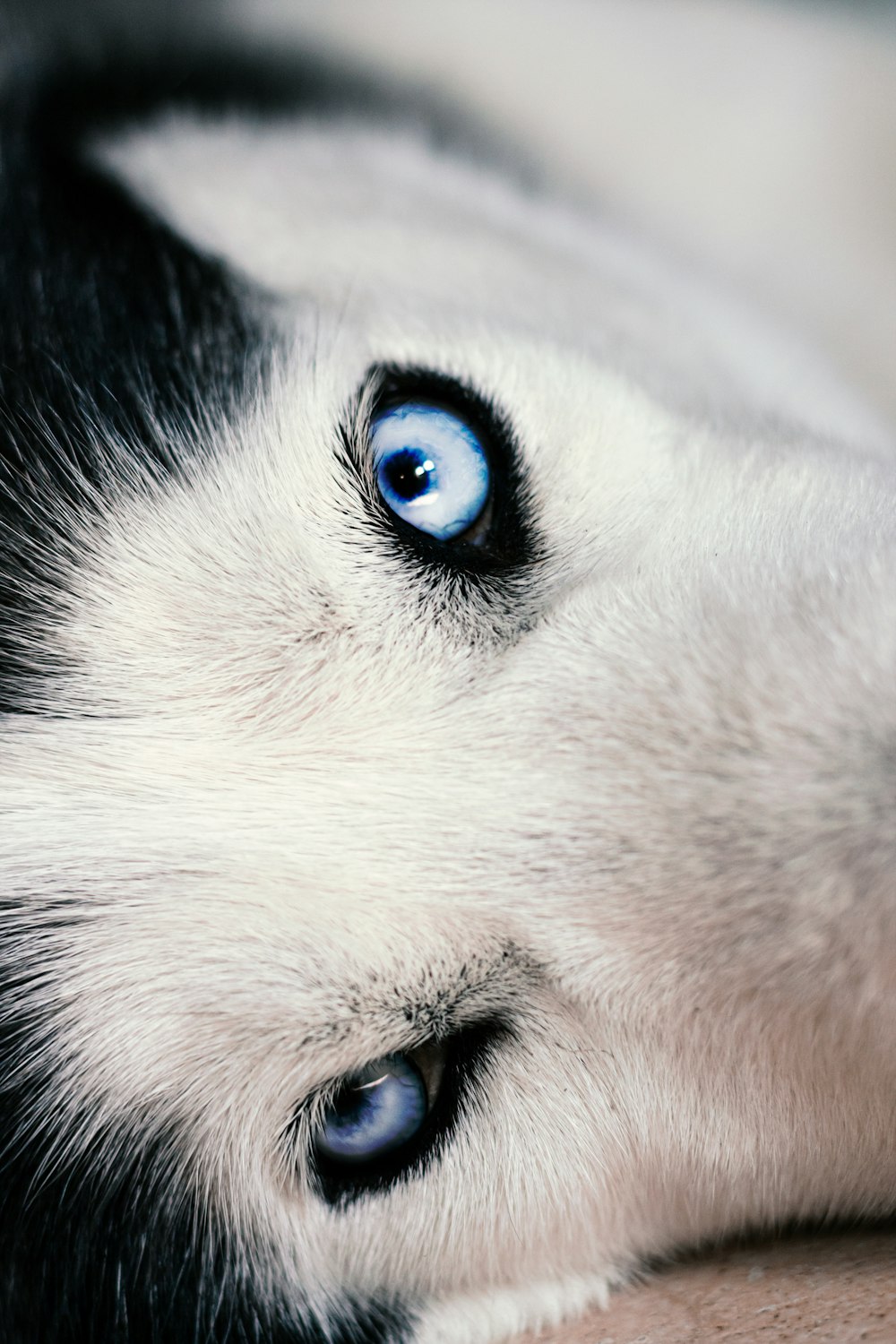 white and black siberian husky