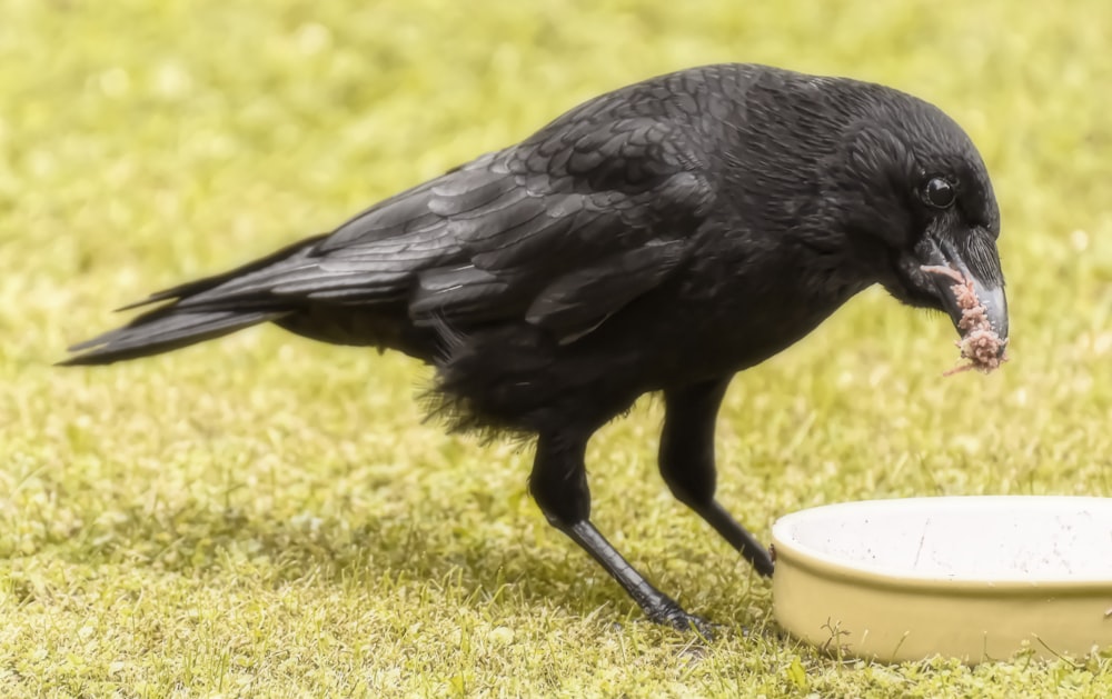 black crow on white round plastic container