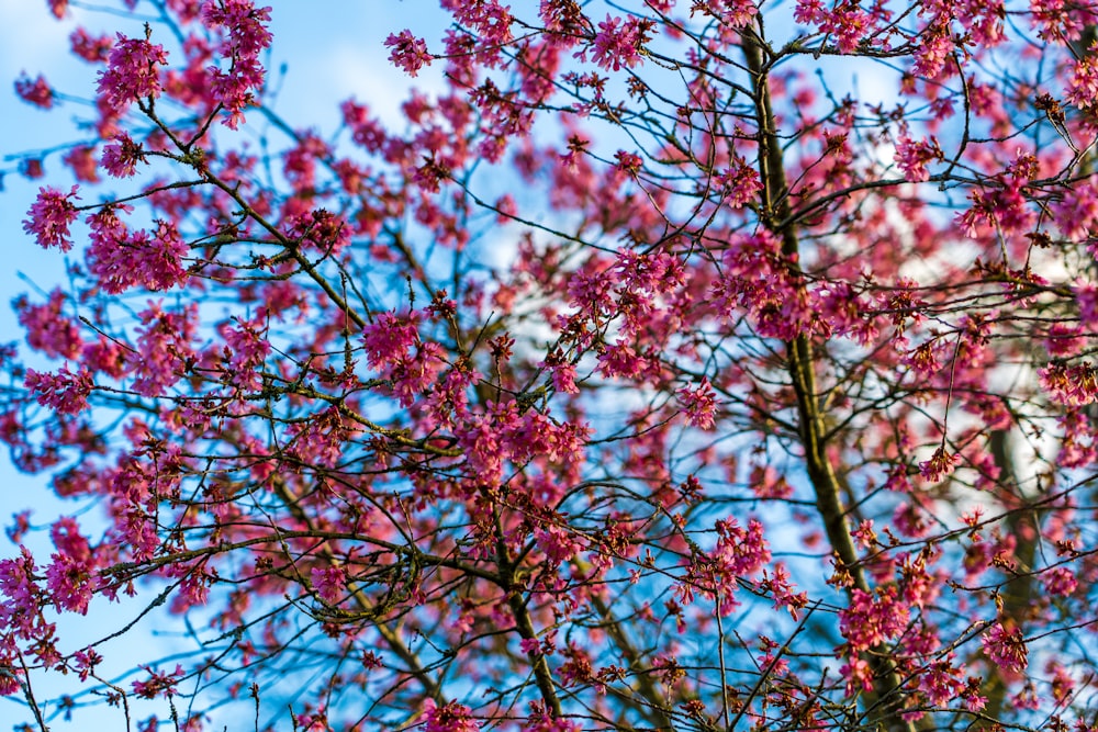 red leaf tree under blue sky during daytime