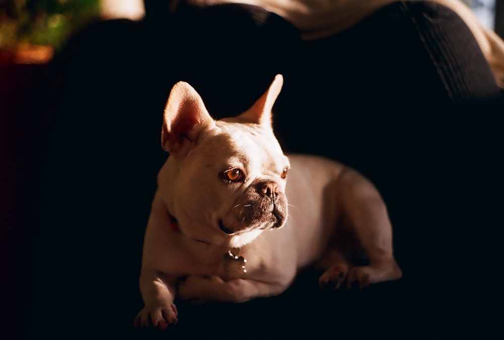 white french bulldog puppy on black background