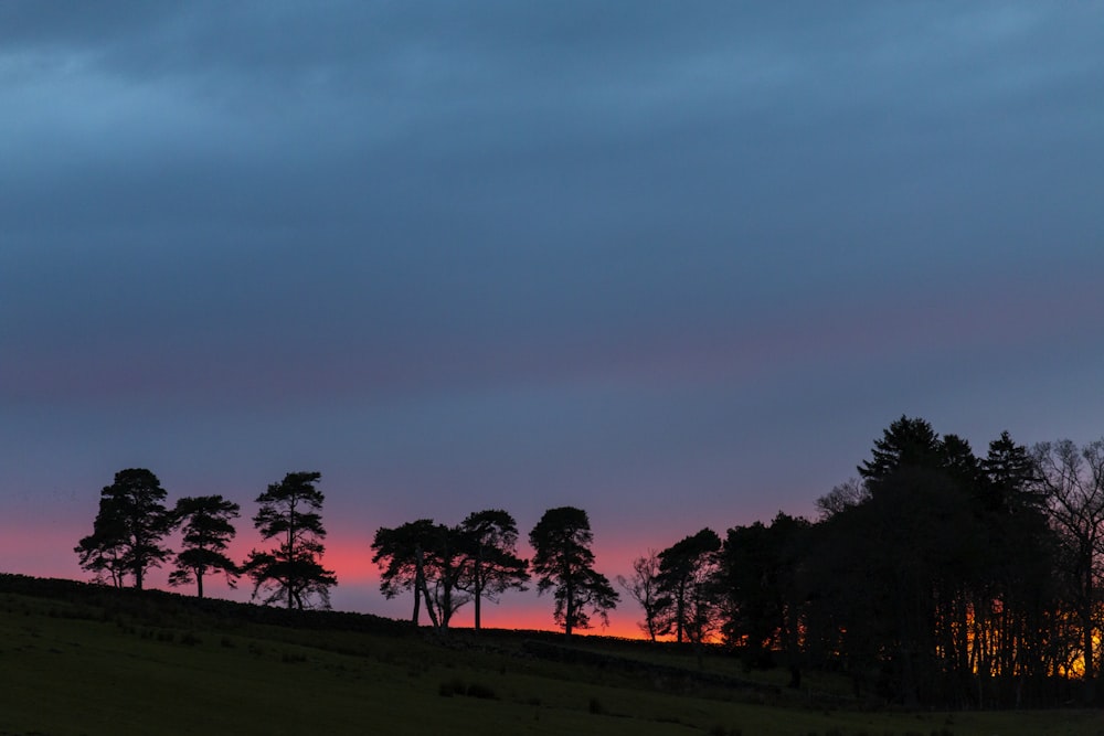 silhouette of trees during sunset