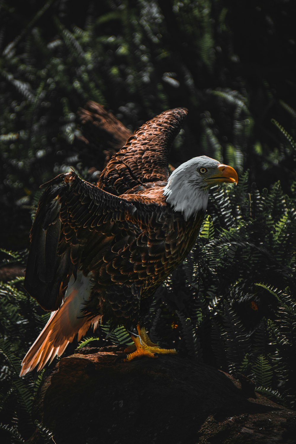 brown and white eagle on tree branch during daytime