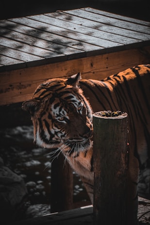 A tiger is partially concealed under a wooden structure, with sunlight accentuating its orange and black striped fur. The animal appears focused, with its eyes directed towards something in the distance. The setting suggests a natural or zoo-like environment.