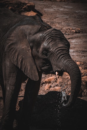 A close-up of a curious elephant calf drinking from a watering hole in the wild.