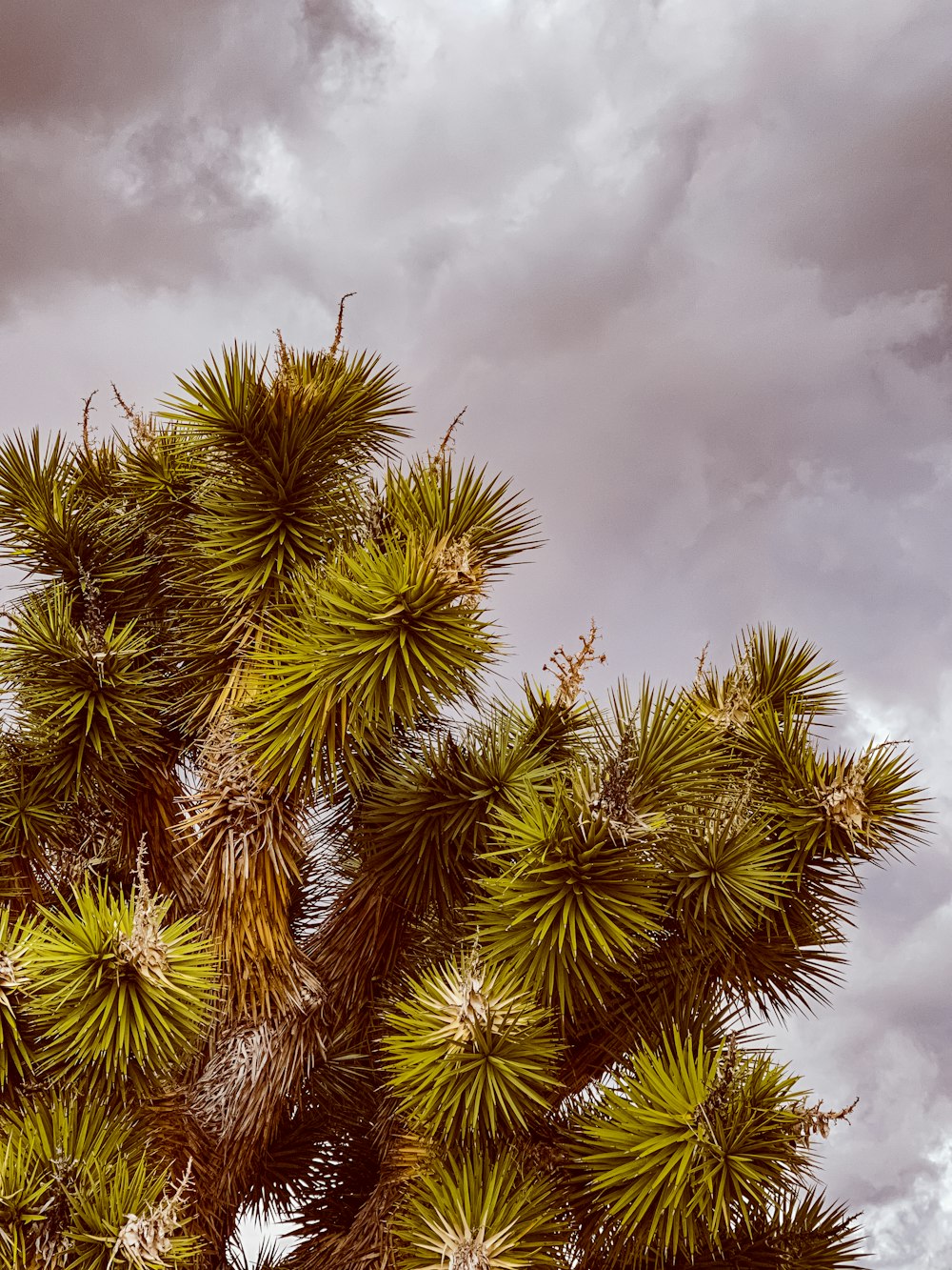 green and brown palm tree under white clouds