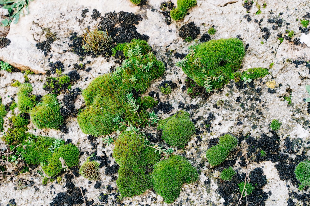 green moss on white sand