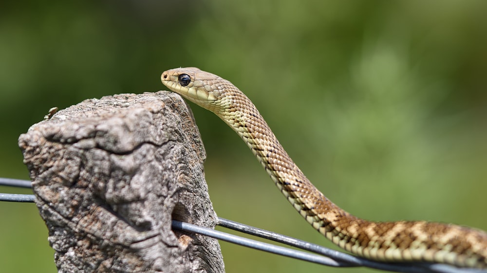 brown snake on brown tree branch