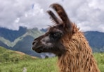 brown llama on green grass field under white clouds during daytime