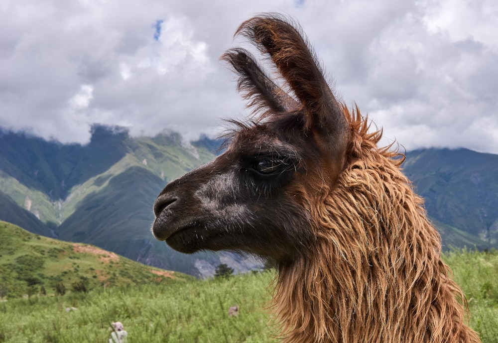 brown llama on green grass field under white clouds during daytime