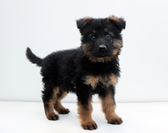 A fluffy black and brown puppy stands on a light-colored surface. Its ears are perked up, and it looks directly at the camera with curious, bright eyes. The fur is thick and soft, with black as the dominant color and brown accents on the face, chest, and legs.