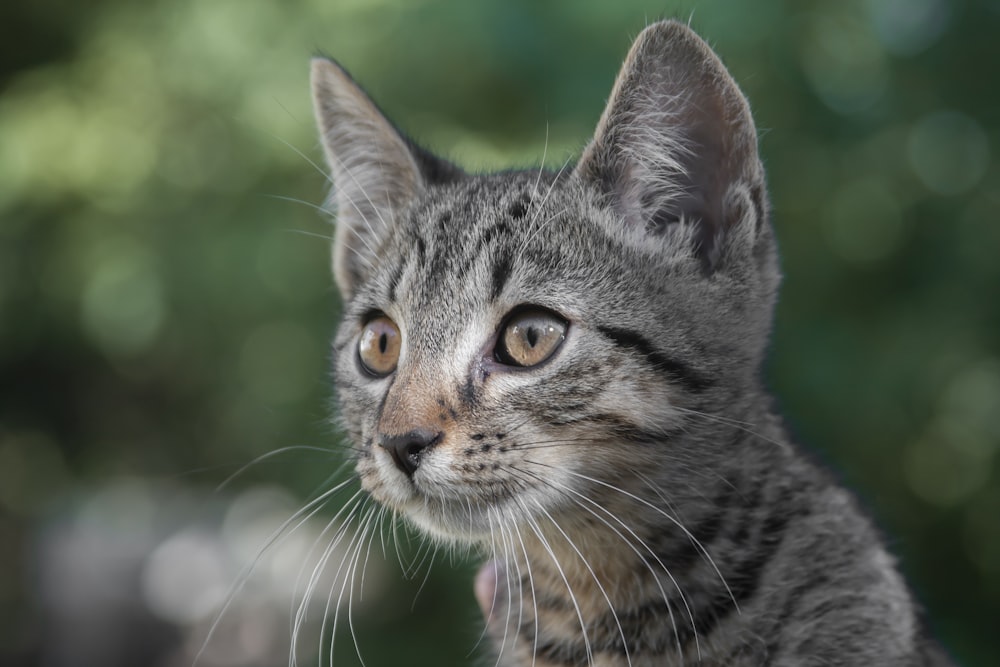 silver tabby cat in tilt shift lens