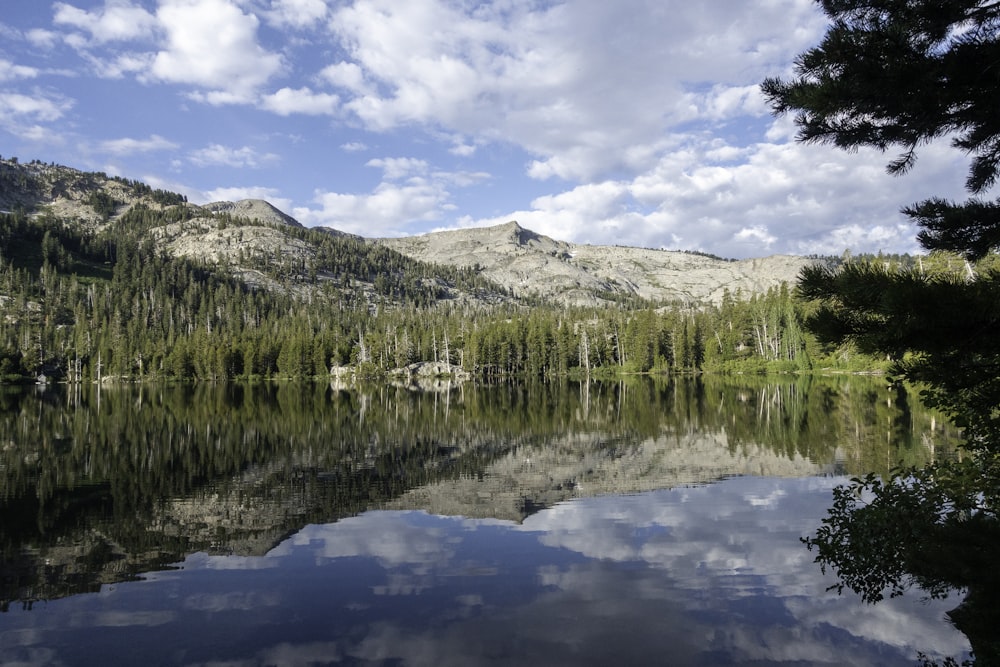 green trees near lake under blue sky during daytime