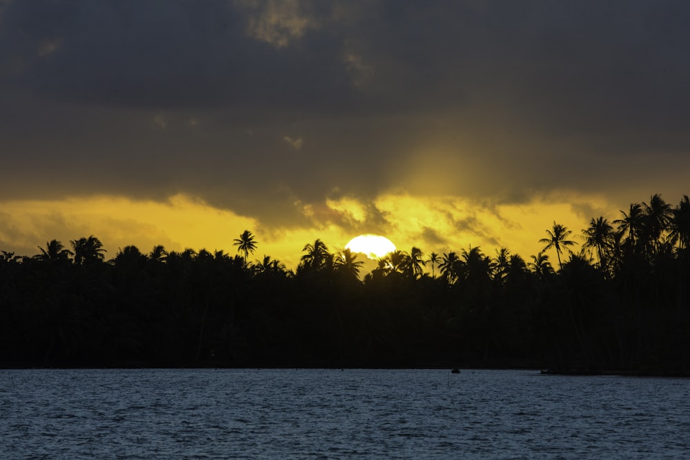 silhouette of trees near body of water during sunset