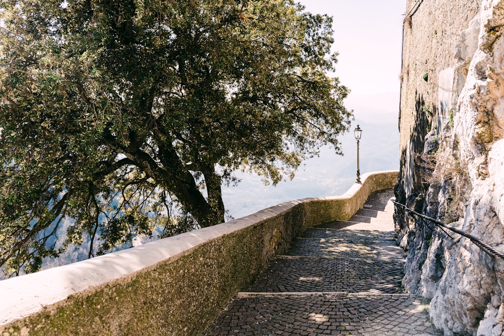 alberi verdi accanto al sentiero in cemento