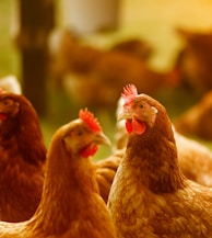 brown hen in tilt shift lens
