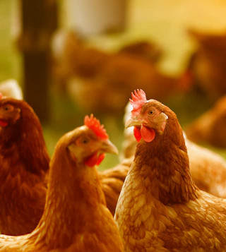 brown hen in tilt shift lens