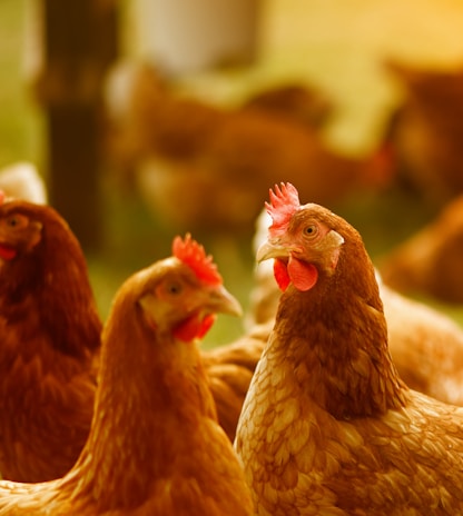 brown hen in tilt shift lens