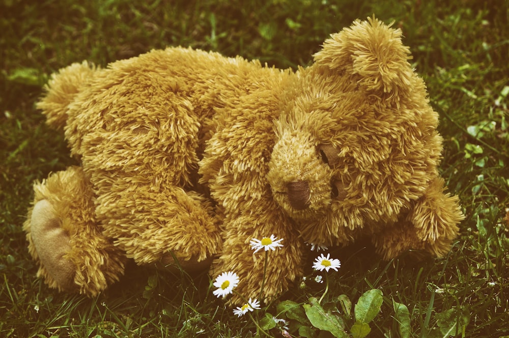 brown teddy bear on green grass during daytime