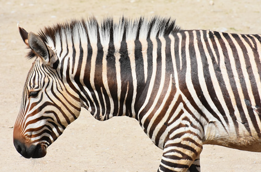 black and white zebra standing on brown sand during daytime