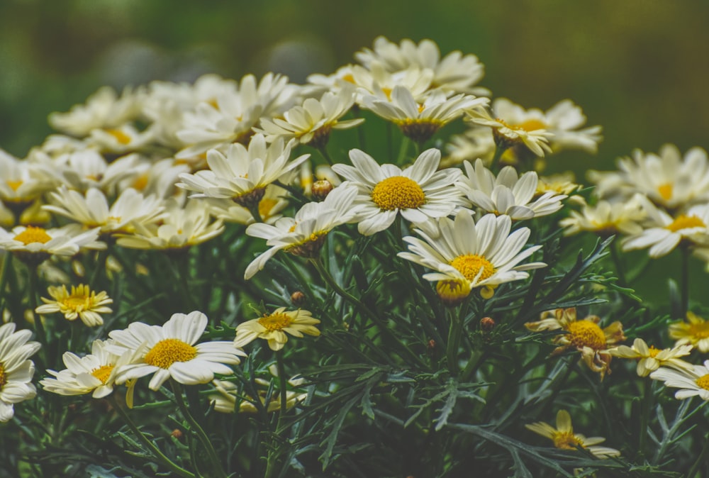 white and yellow flowers in tilt shift lens