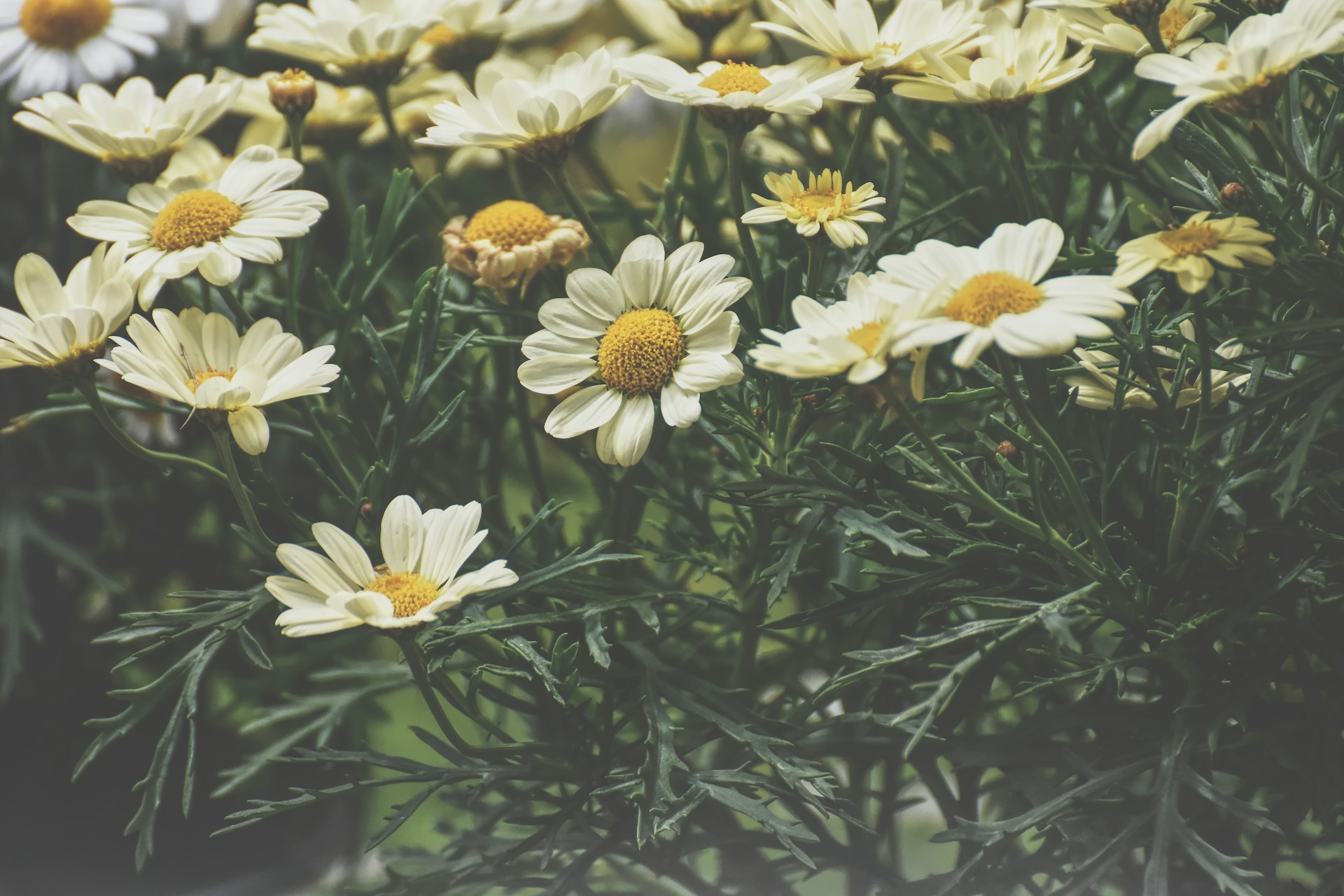 white and yellow flowers with green leaves