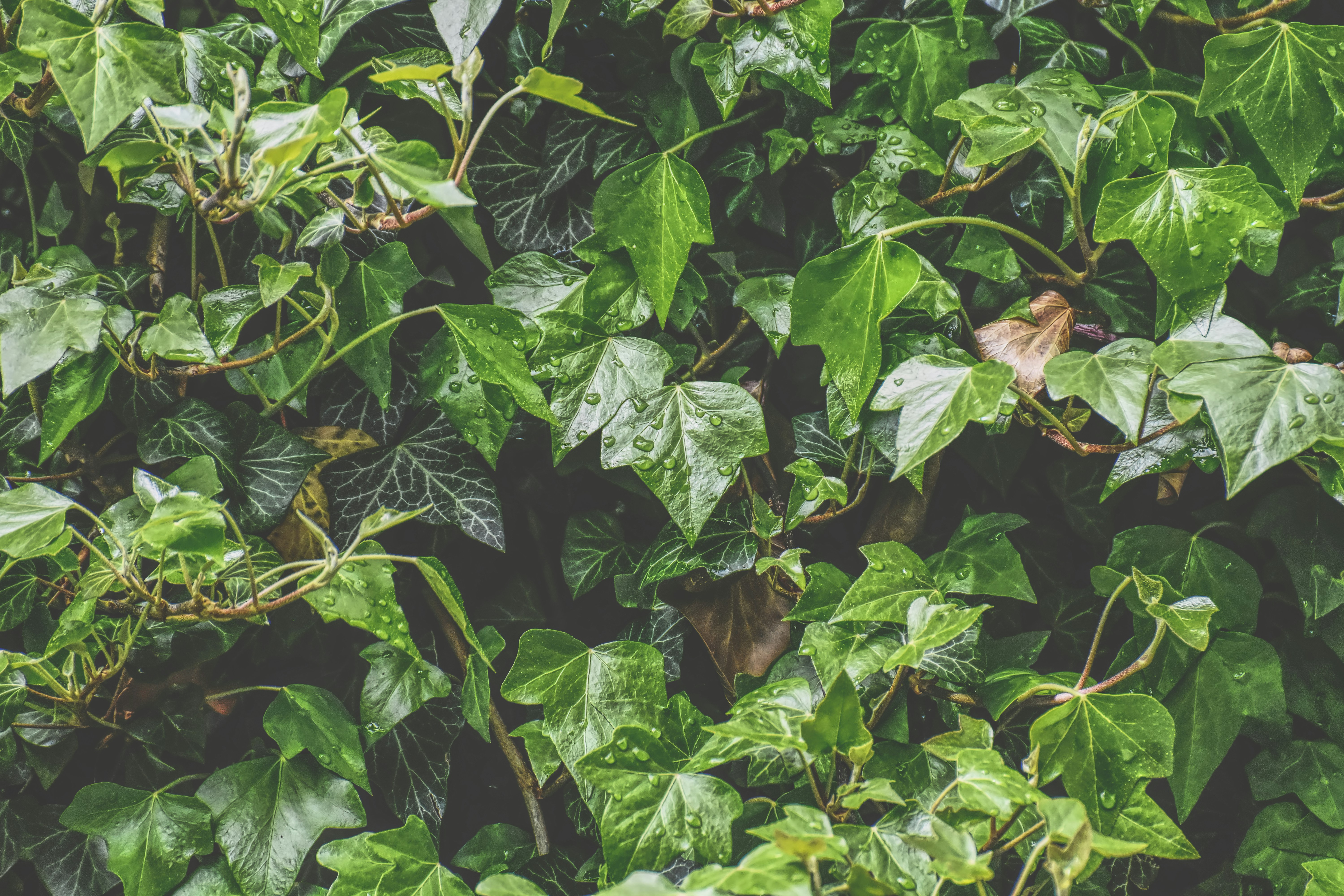 Photo by alexas_fotos