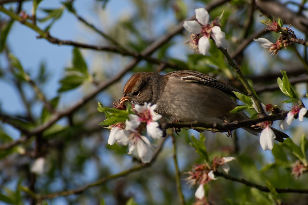 brown bird on tree branch during daytime