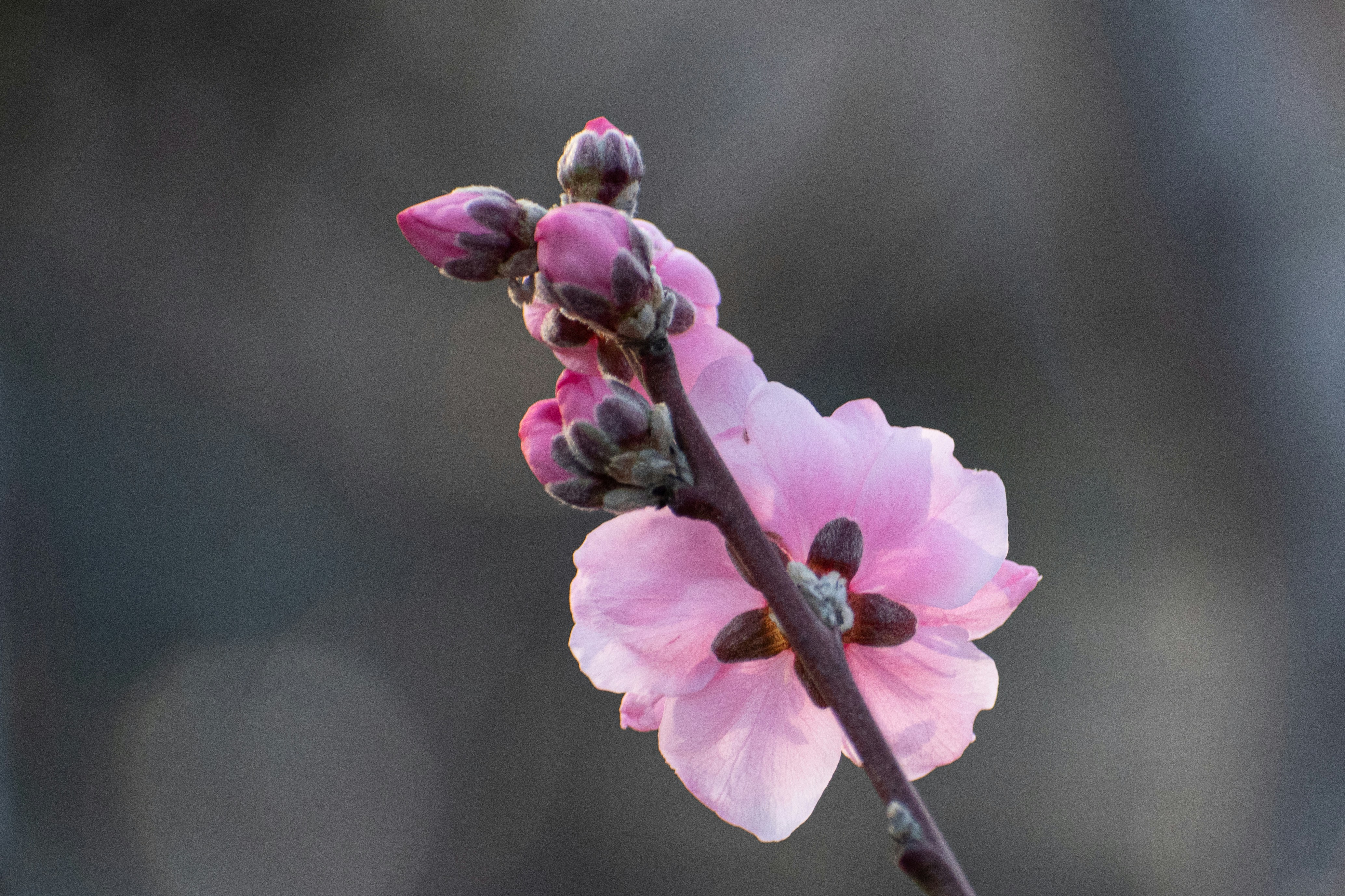 Photo by elisastonephotography