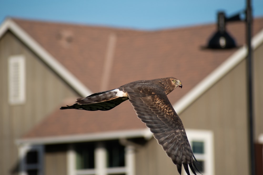 brown and white eagle flying during daytime