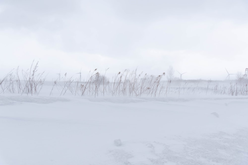 snow covered field during daytime