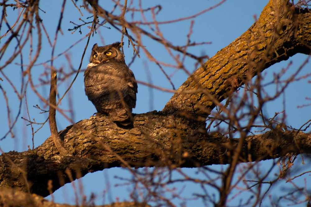 brown tabby cat on brown tree branch during daytime