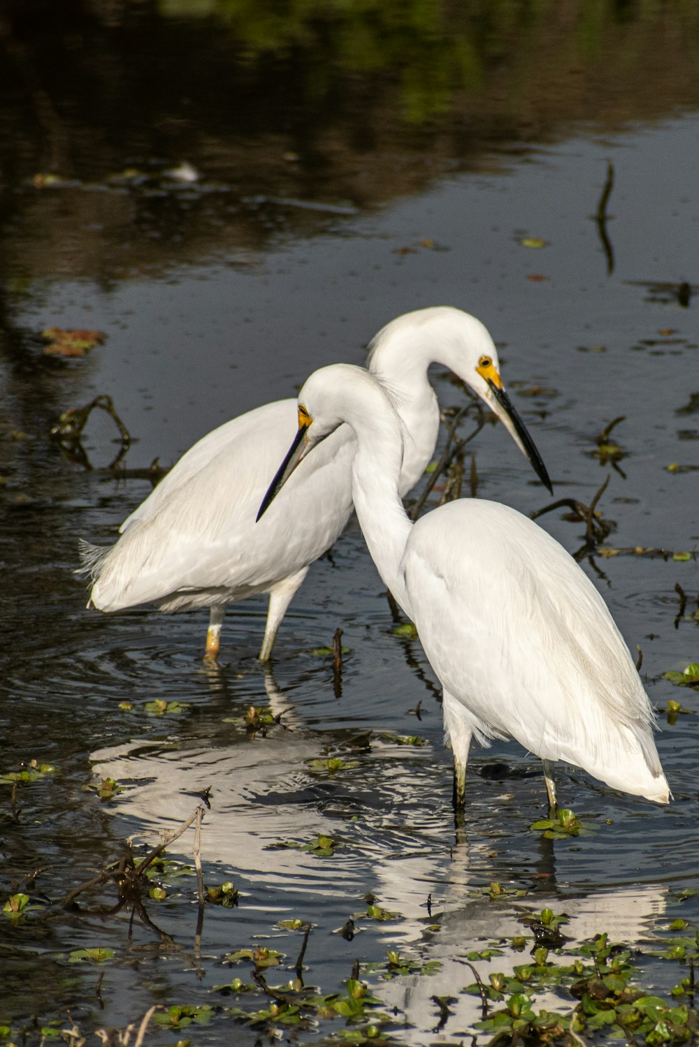 two white birds are standing in the water