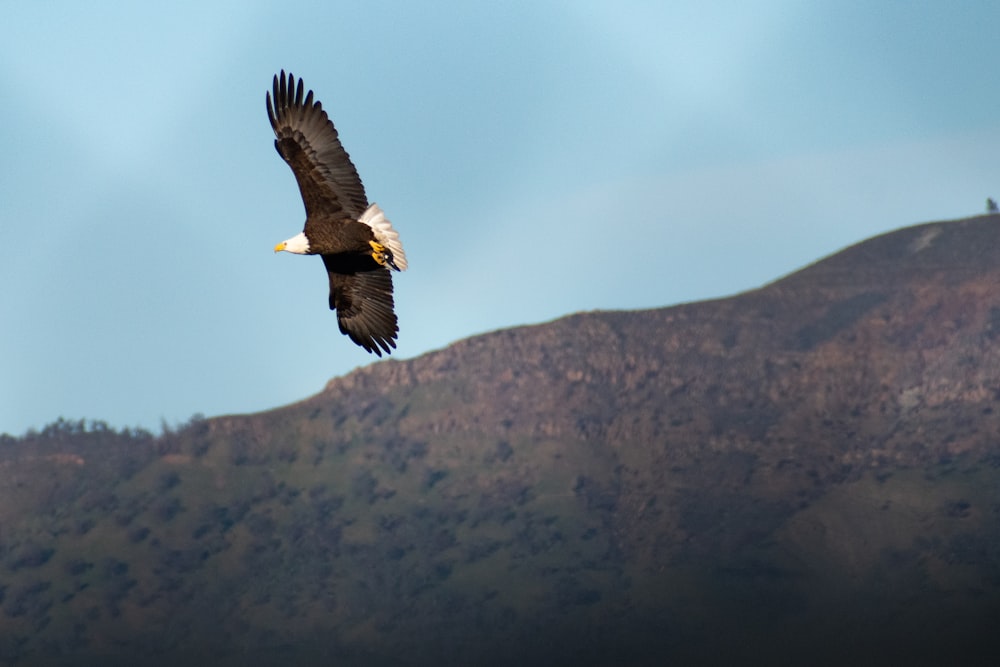 black and white eagle flying during daytime