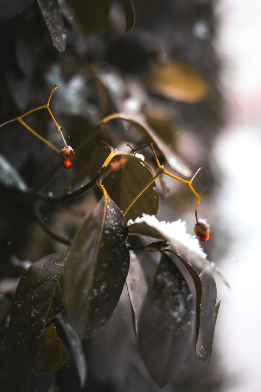 green plant covered with snow