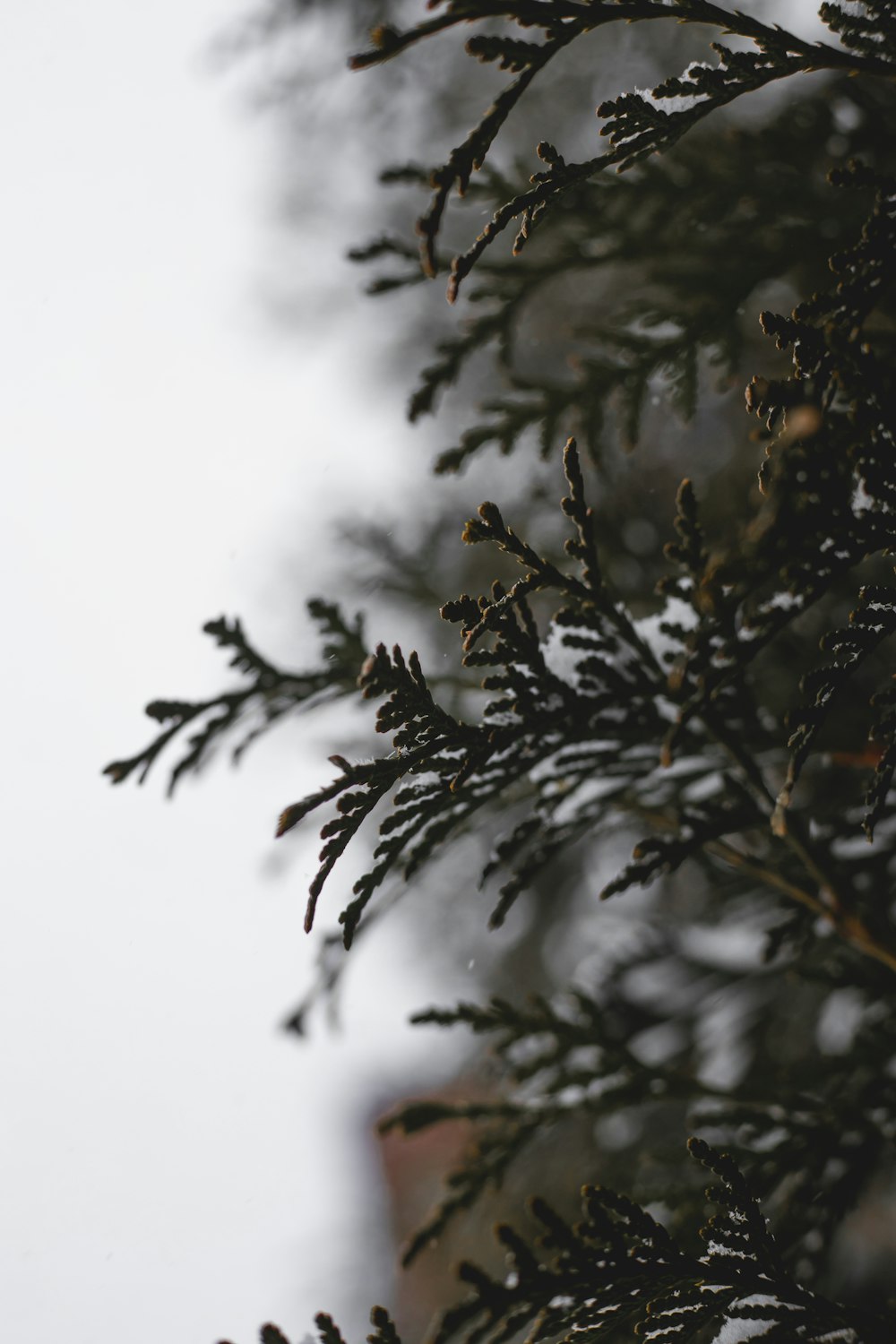 green and brown tree with snow