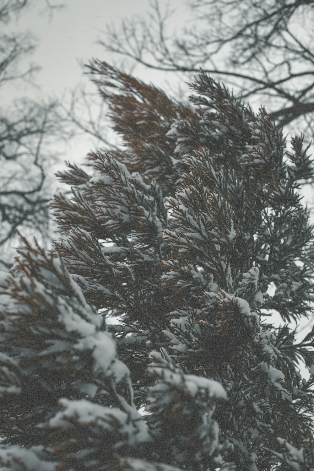 green pine tree covered with snow