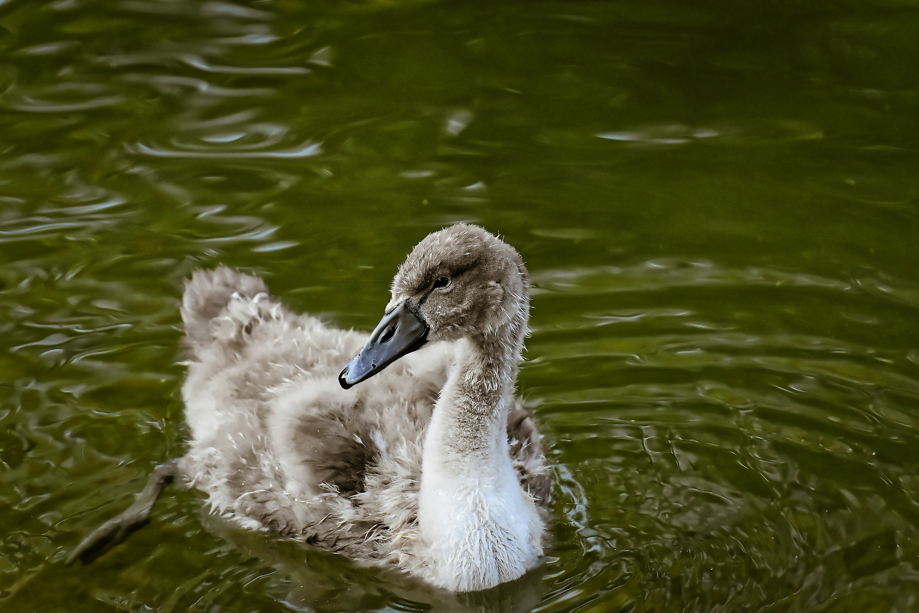 Photo by alexas_fotos